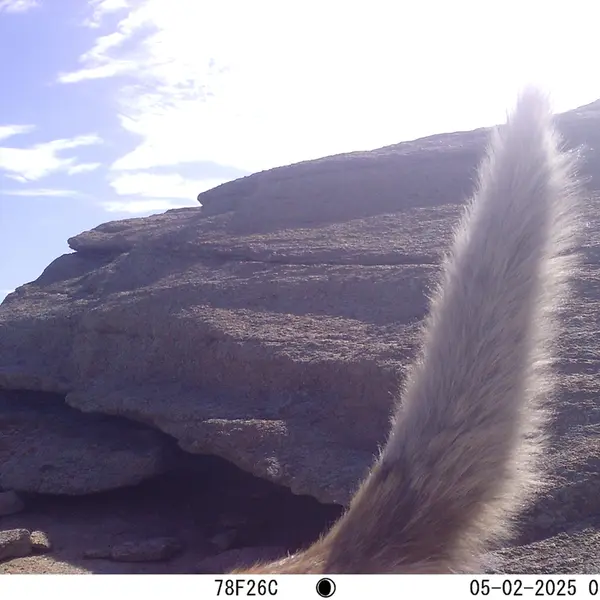 A photograph of Red fox from Bektauata 1 camera trap