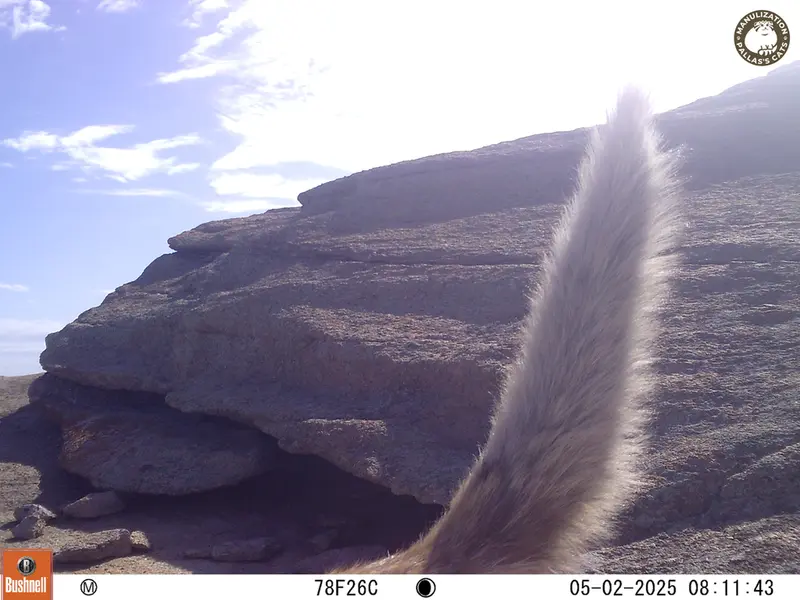 A photograph of Red fox from Bektauata 1 camera trap