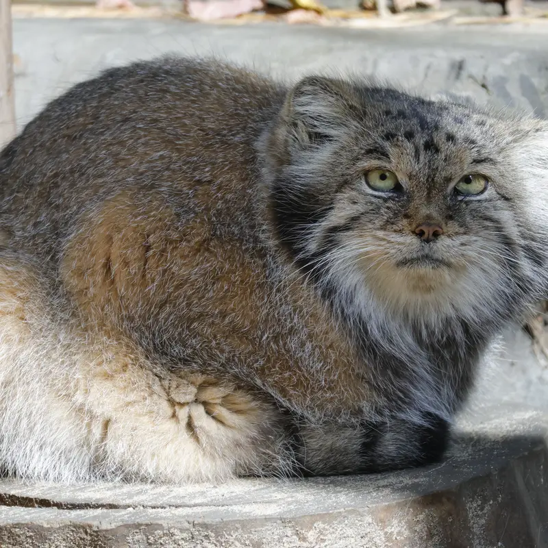A photograph of Lastochka in Novosibirsk Zoo