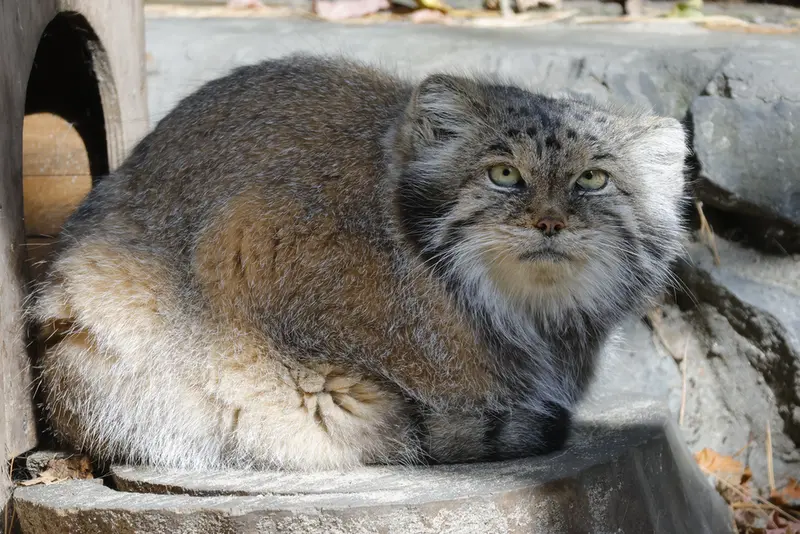 A photograph of Lastochka in Novosibirsk Zoo