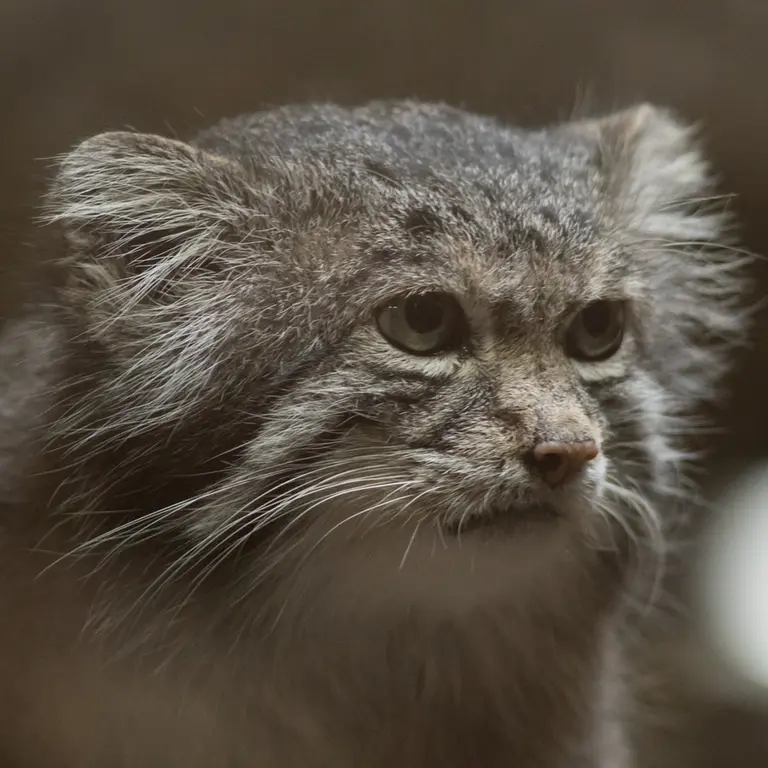 A photograph of Klyon in Ueno Zoological Gardens