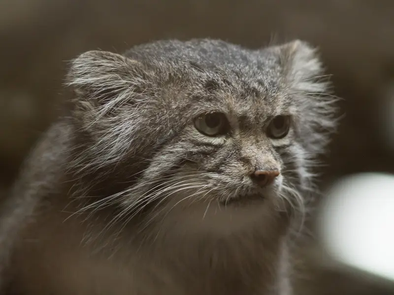 A photograph of Klyon in Ueno Zoological Gardens