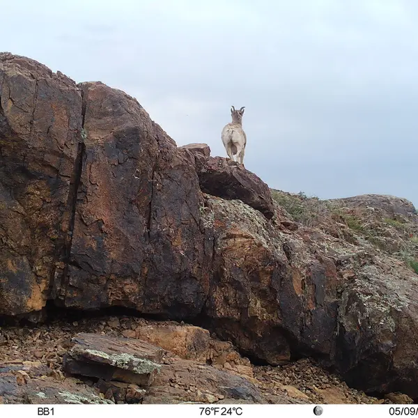 A photograph of Argali from Aktas-Kunkora camera trap
