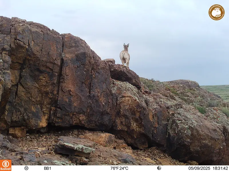 A photograph of Argali from Aktas-Kunkora camera trap