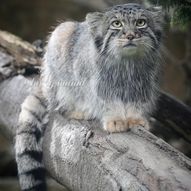 A photograph of Nagomu in Nasu Animal Kingdom