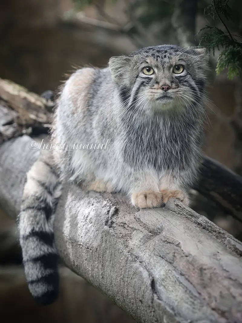 A photograph of Nagomu in Nasu Animal Kingdom