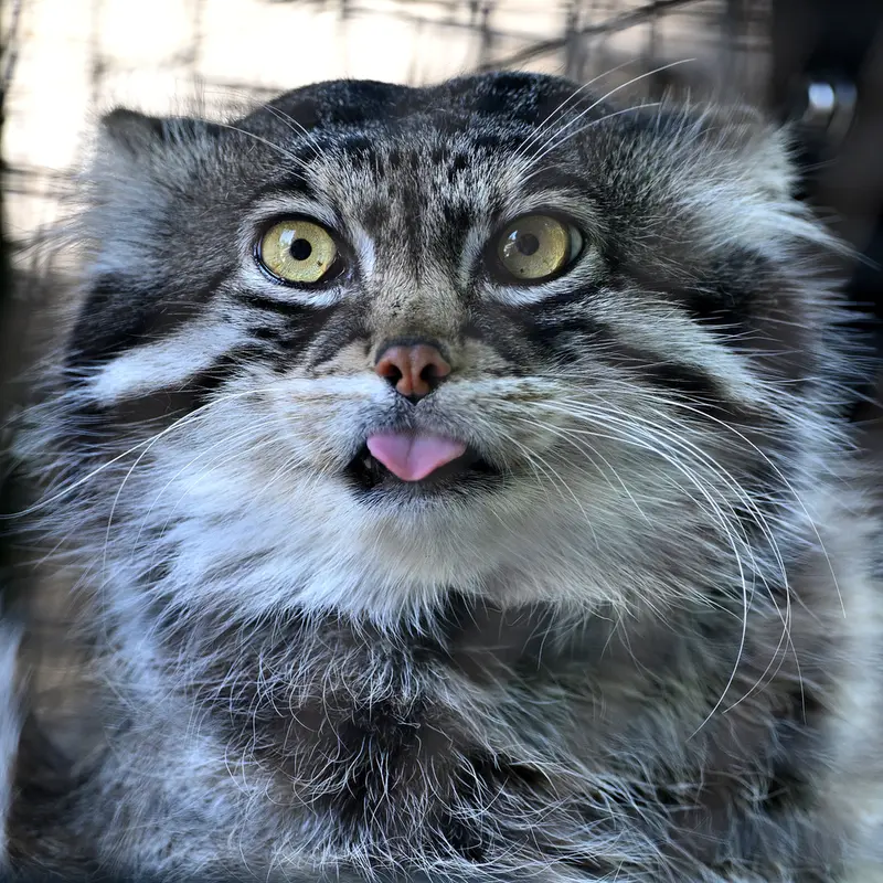 A photograph of Grusha in Asahiyama Zoo