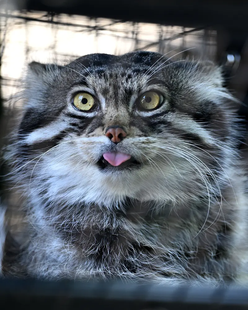 A photograph of Grusha in Asahiyama Zoo