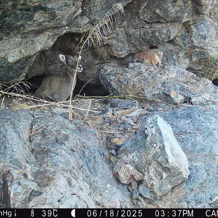A photograph of Argali from Zhundy 1 camera trap