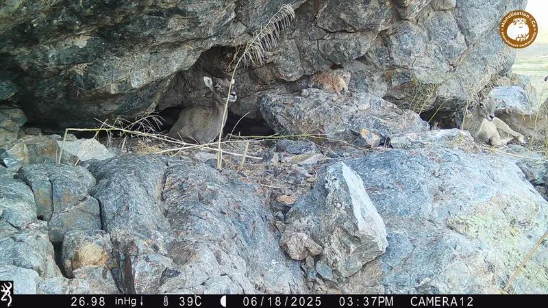 A photograph of Argali from Zhundy 1 camera trap