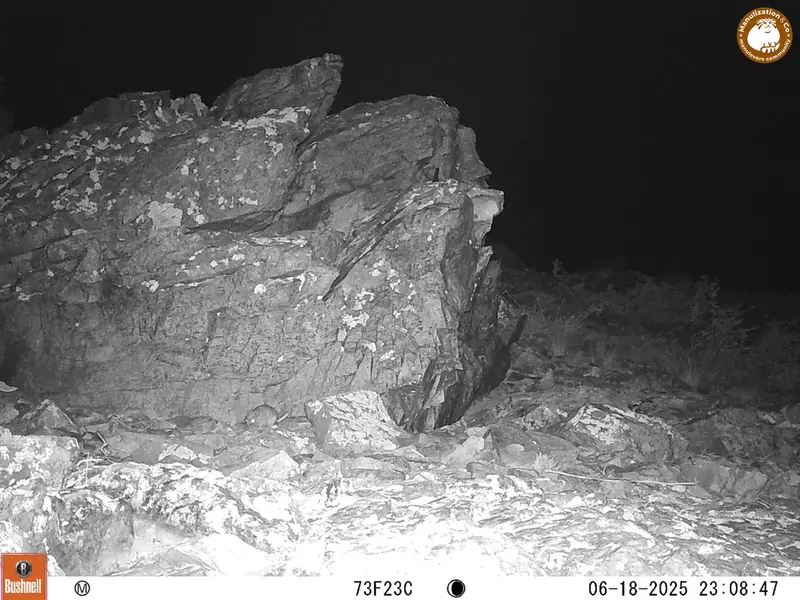 A photograph of Flat-headed vole from Karashoky [new] camera trap