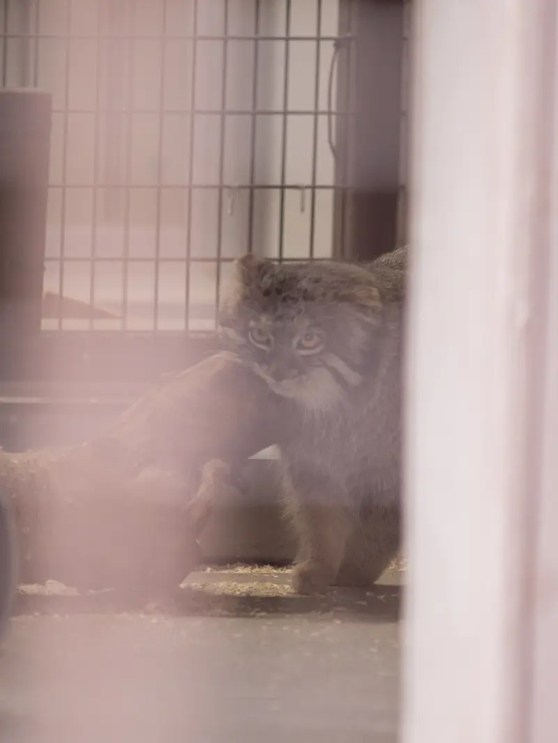 A photograph of Figa in Nogeyama Zoo