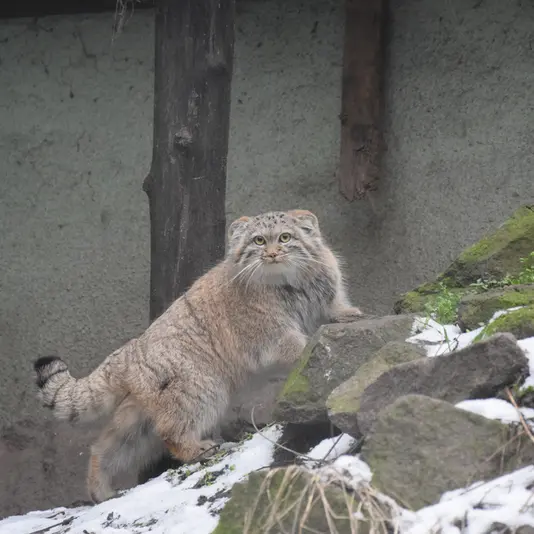 A photograph of Lucy in Budapest Zoo &amp; Botanical Garden