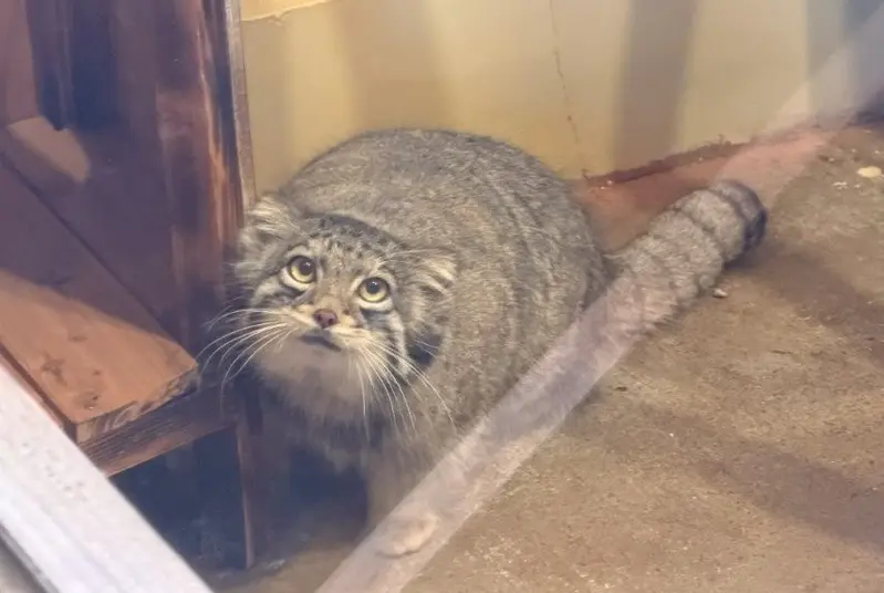 Oto takes her first steps towards being on display at Saitama Zoo