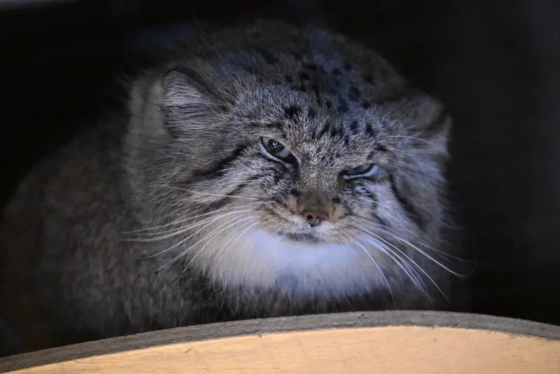 A photograph of Lotos in Saitama Children's Zoo