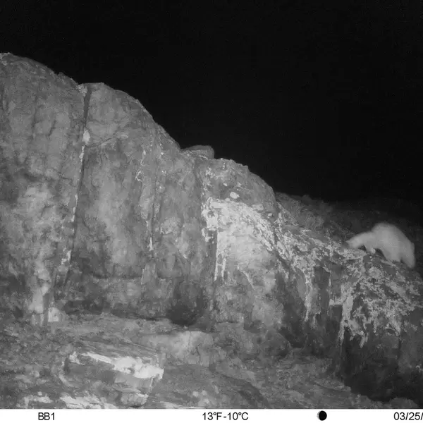 A photograph of Otocolobus manul manul from Aktas-Kunkora [new] camera trap