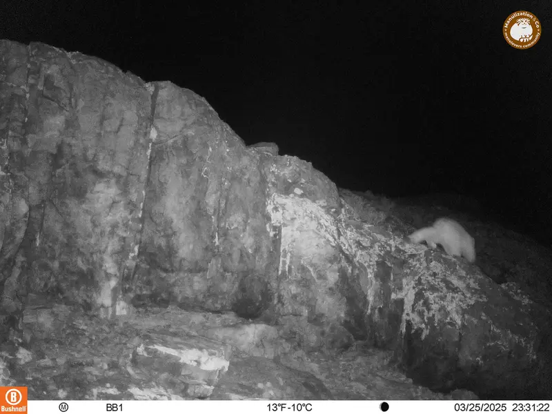 A photograph of Otocolobus manul manul from Aktas-Kunkora camera trap