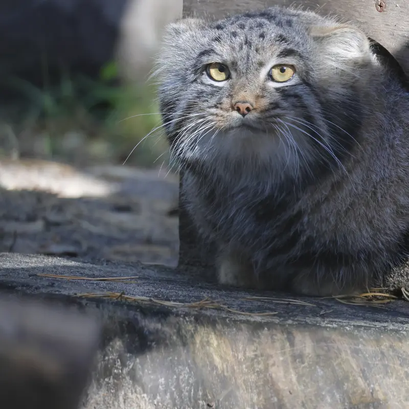 A photograph of Mensu in Novosibirsk Zoo