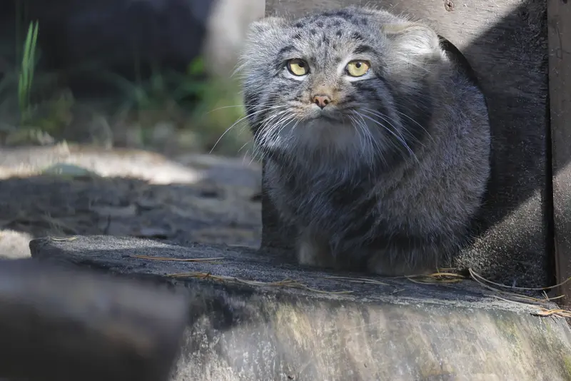 A photograph of Mensu in Novosibirsk Zoo