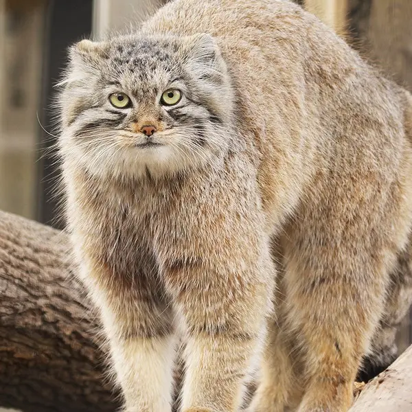 A photograph of Jodi in Binghamton Zoo at Ross Park