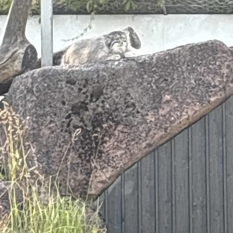 A photograph of Mimi in Korkeasaari Zoo