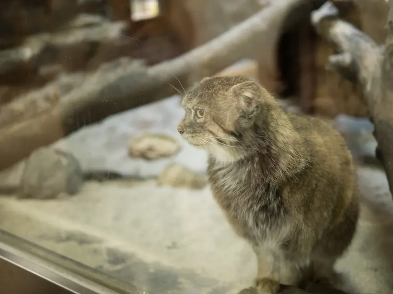 A photograph of Primula in Ueno Zoological Gardens