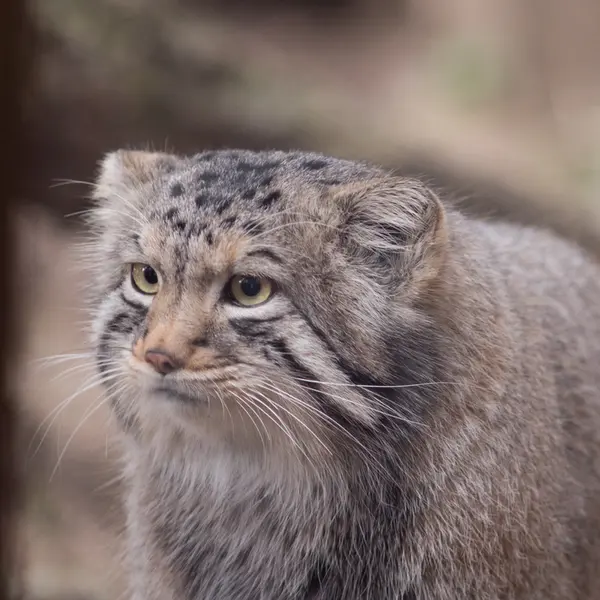 A photograph of Nagomu in Nasu Animal Kingdom