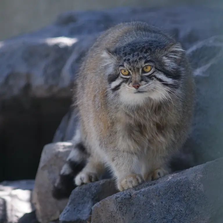 A photograph of Grusha in Asahiyama Zoo
