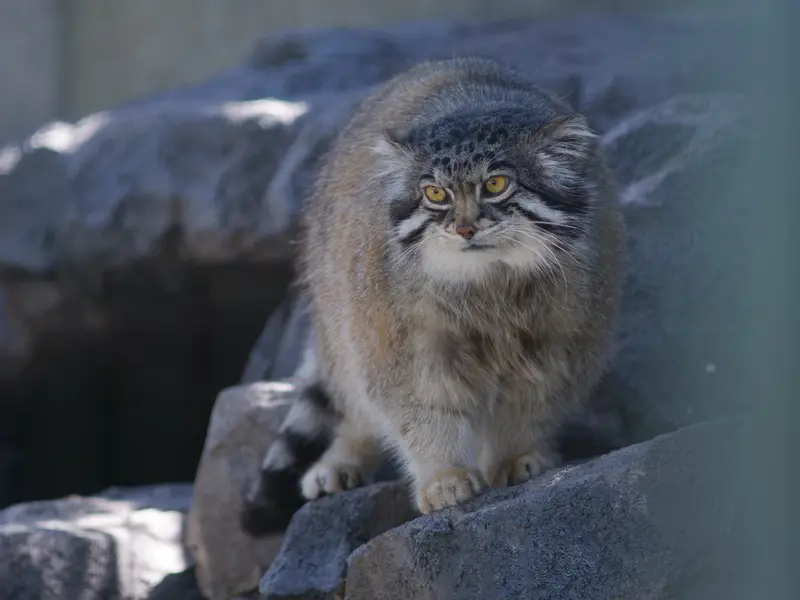 A photograph of Grusha in Asahiyama Zoo