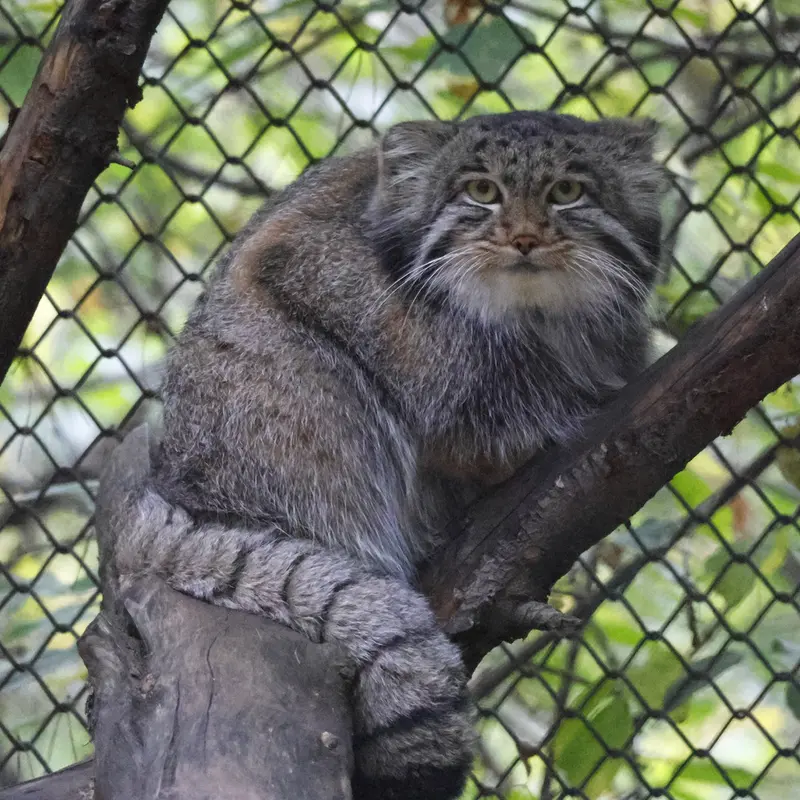 A photograph of Grey in Novosibirsk Zoo