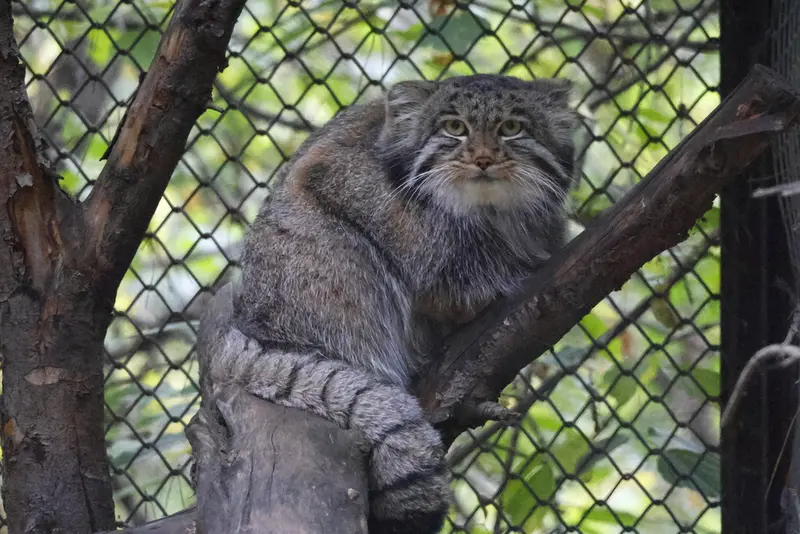 A photograph of Grey in Novosibirsk Zoo