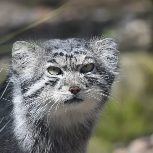 A photograph of Akiko in Edinburgh Zoo