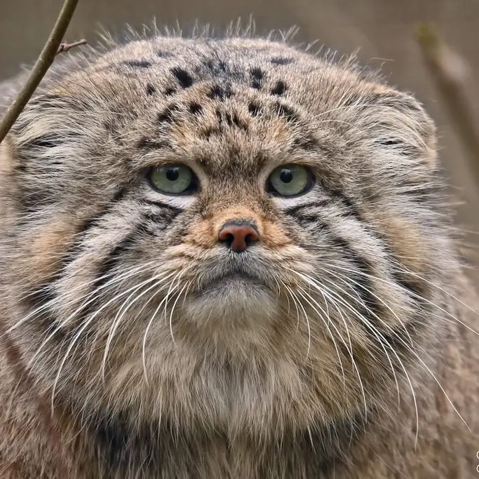 A photograph of Altai in Lumigny Safari Reserve