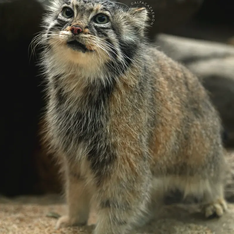 A photograph of Az in Kobe Animal Kingdom