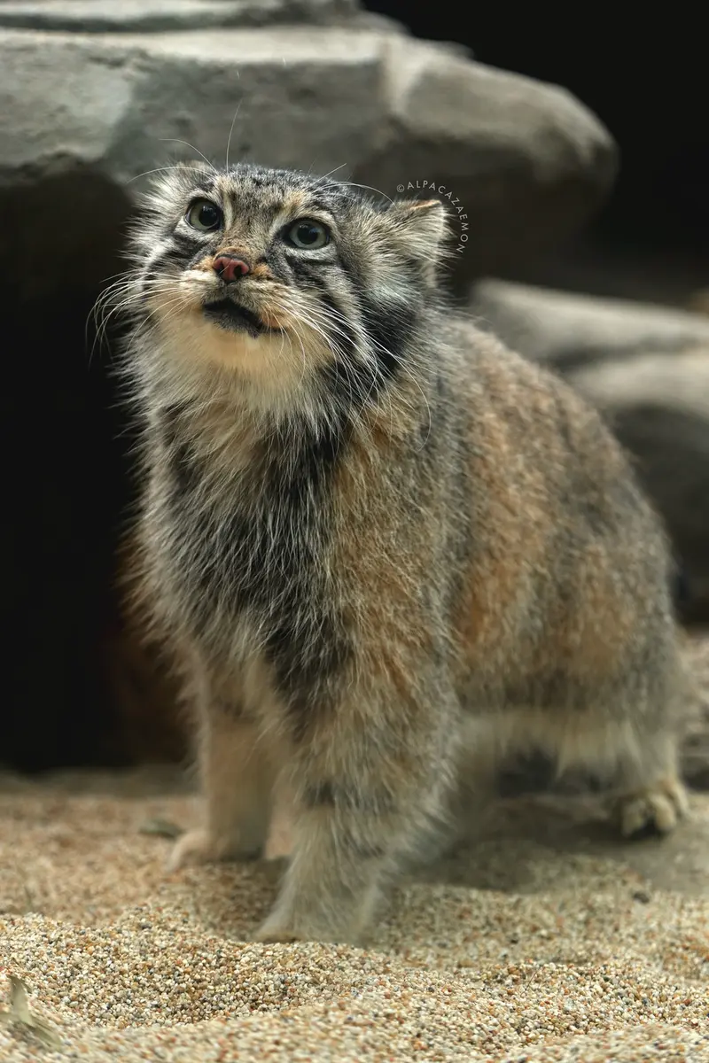 A photograph of Az in Kobe Animal Kingdom
