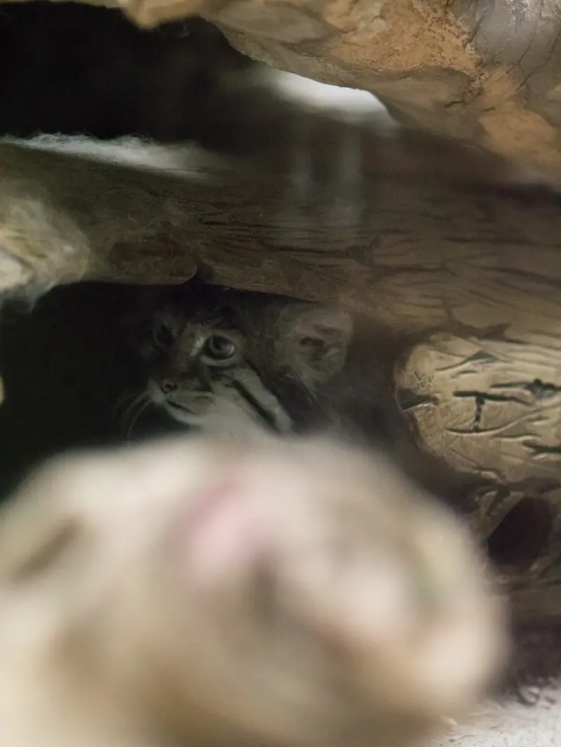 A photograph of Klyon in Ueno Zoological Gardens