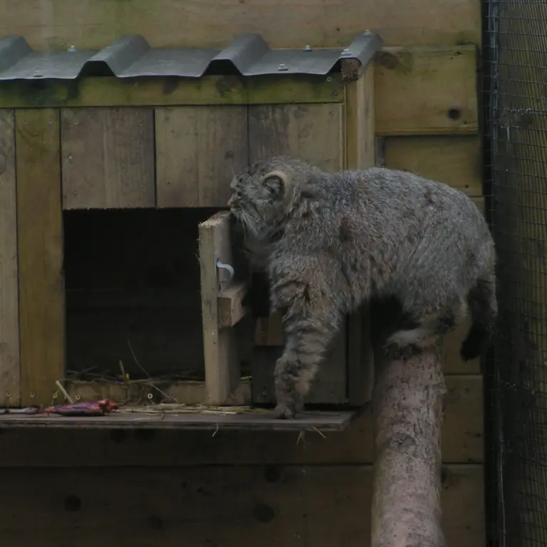 A photograph of Altai in The Lakeland Wildlife Oasis