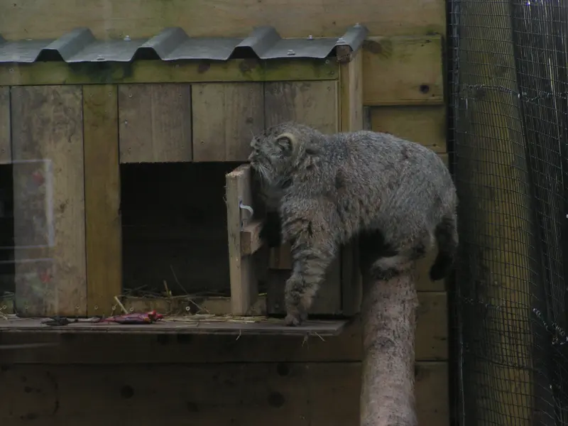 A photograph of Altai in The Lakeland Wildlife Oasis