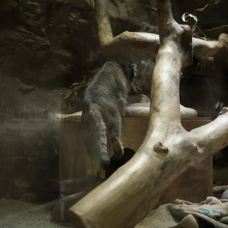 A photograph of Klyon in Ueno Zoological Gardens