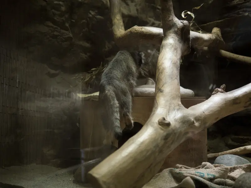 A photograph of Klyon in Ueno Zoological Gardens