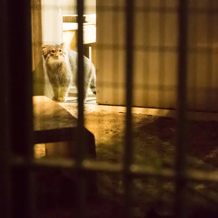 A photograph of Figa in Nogeyama Zoo