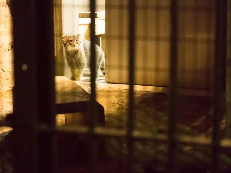 A photograph of Figa in Nogeyama Zoo