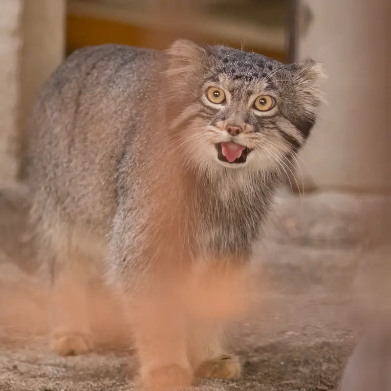 A photograph of Figa in Nogeyama Zoo