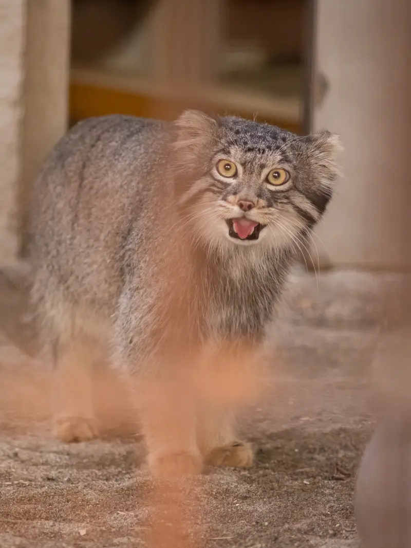 A photograph of Figa in Nogeyama Zoo