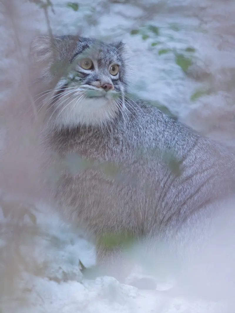 A photograph of Figa in Nogeyama Zoo