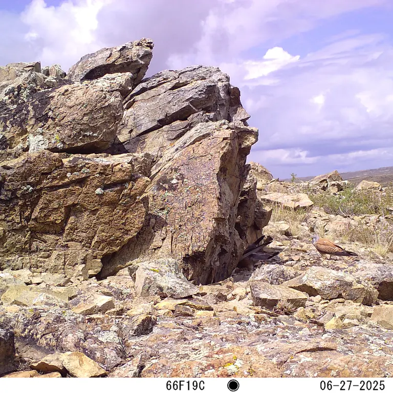 A photograph of Common kestrel from Karashoky [new] camera trap