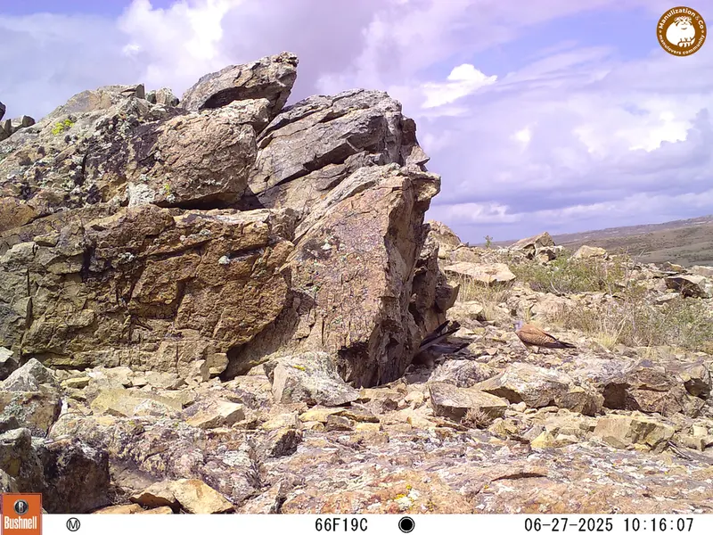 A photograph of Common kestrel from Karashoky [new] camera trap