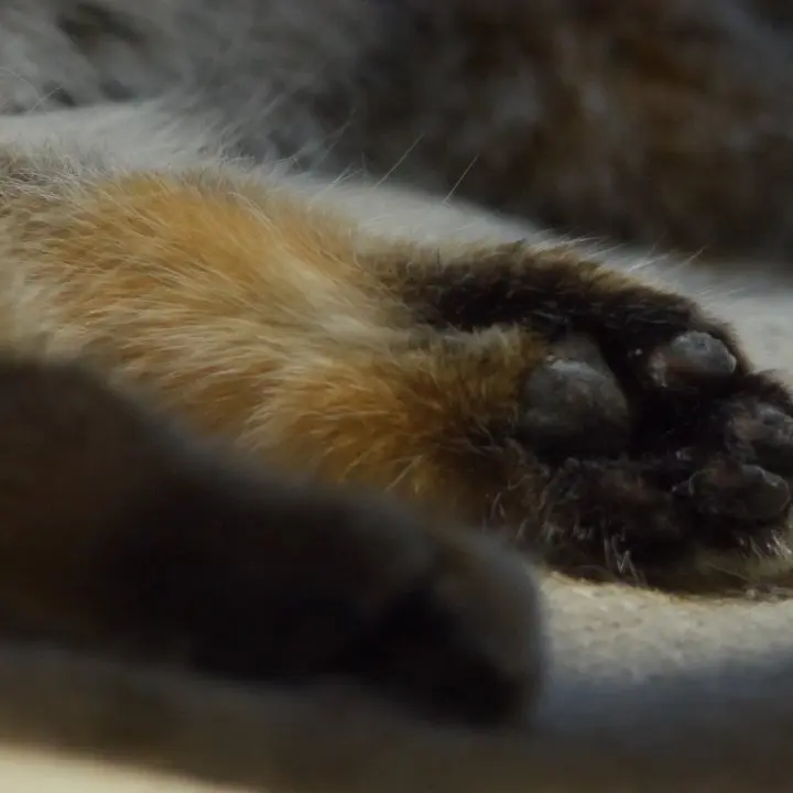 A photograph of Klyon in Ueno Zoological Gardens