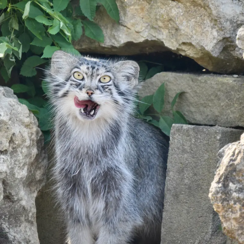 A photograph of Namuu in Port Lympne Wild Animal Park