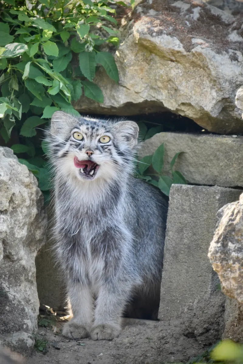 A photograph of Namuu in Port Lympne Wild Animal Park